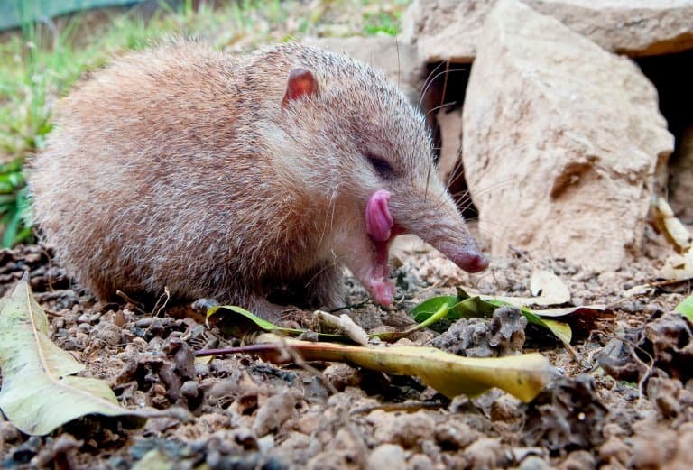 Top 10 Fascinating Facts About The Tenrec