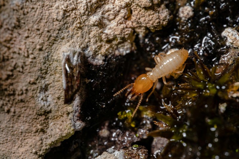 Top 10 Fascinating Facts About The Termite