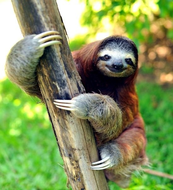 Top 10 Fascinating Facts About The Three-Toed Sloth
