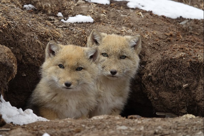 Top 10 Fascinating Facts About The Tibetan Fox