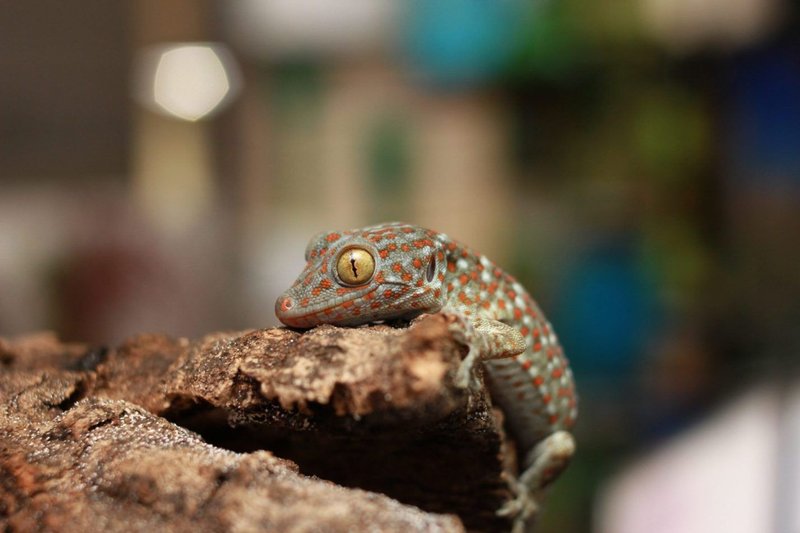 Top 10 Fascinating Facts About The Tokay Gecko