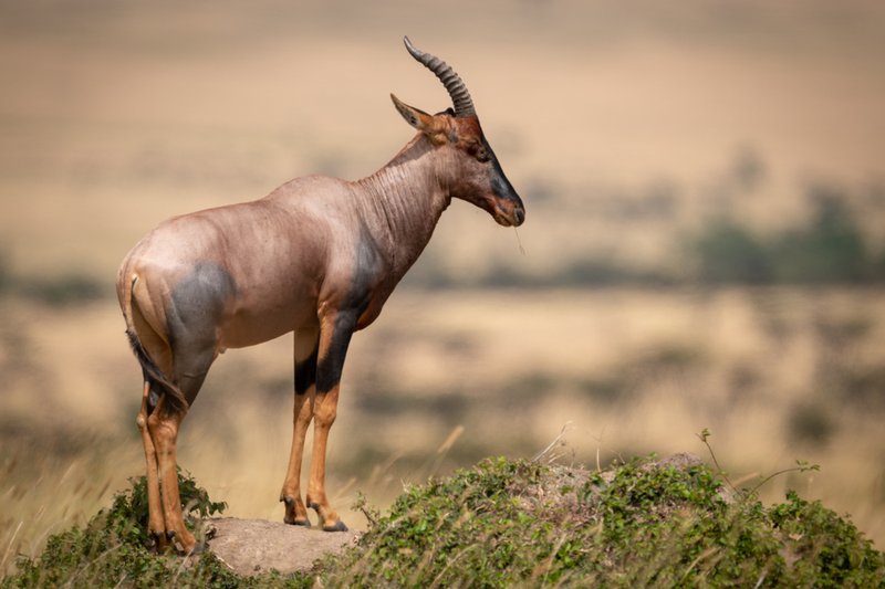 Top 10 Fascinating Facts About The Topi