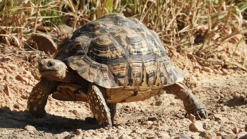 Top 10 Fascinating Facts About The Tortoise
