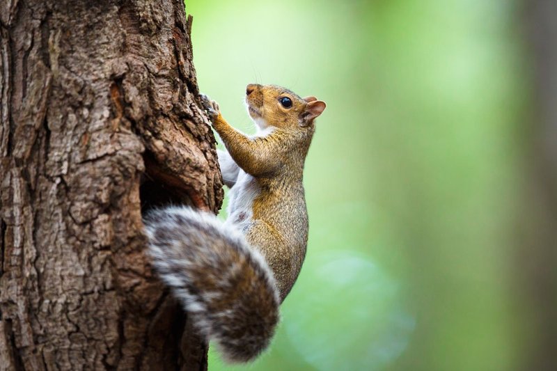Top 10 Fascinating Facts About The Tree Squirrel