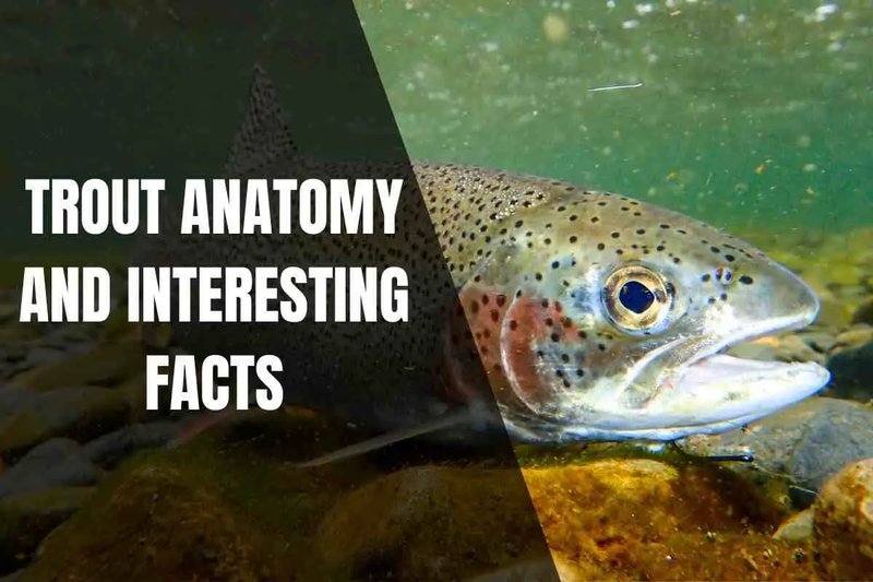 Top 10 Fascinating Facts About The Trout