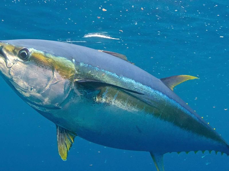 Top 10 Fascinating Facts About The Tuna