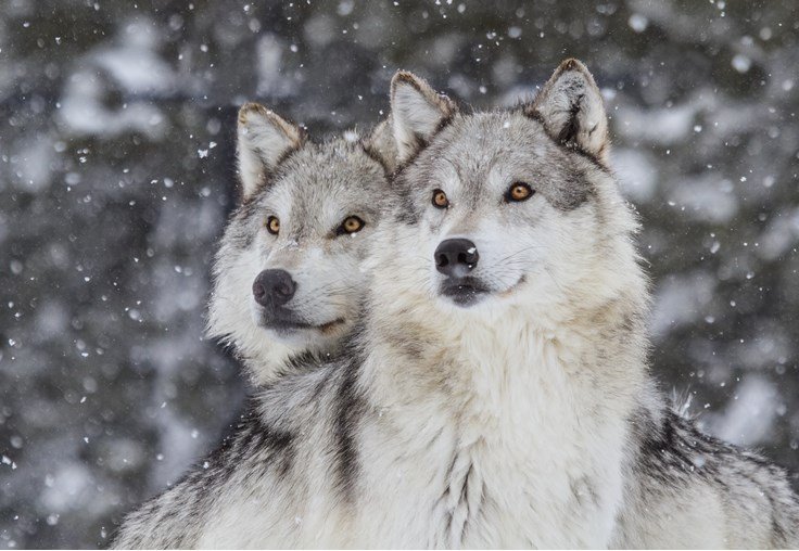 Top 10 Fascinating Facts About The Tundra Wolf