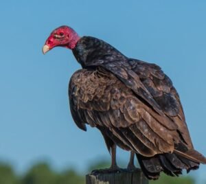 Top 10 Fascinating Facts About The Turkey Vulture