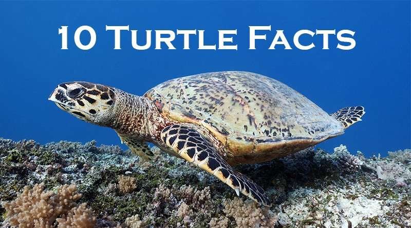 Top 10 Fascinating Facts About The Turtle