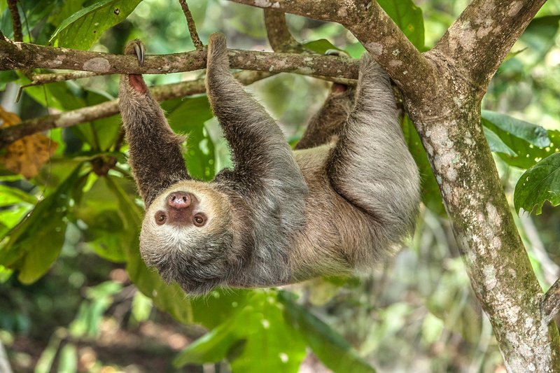 Top 10 Fascinating Facts About The Two-Toed Sloth