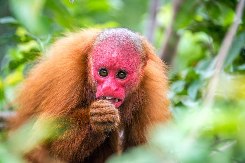 Top 10 Fascinating Facts About The Uakari