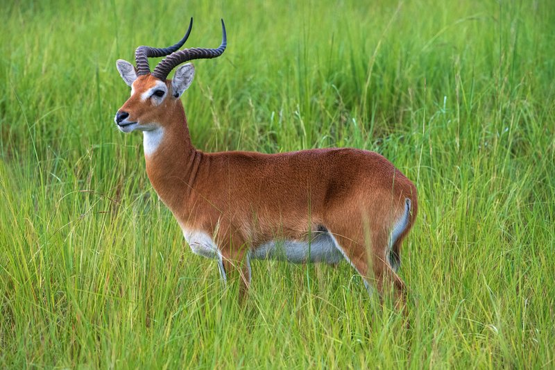 Top 10 Fascinating Facts About The Ugandan Kob