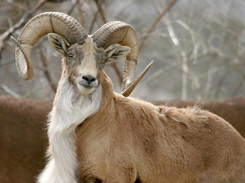 Top 10 Fascinating Facts About The Urial