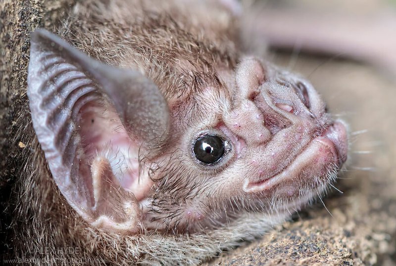 Top 10 Fascinating Facts About The Vampire Bat