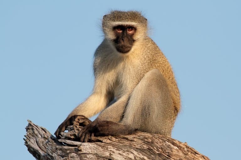 Top 10 Fascinating Facts About The Vervet Monkey