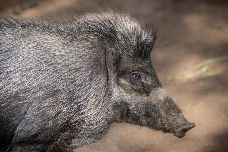 Top 10 Fascinating Facts About The Visayan Warty Pig