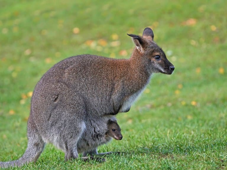 Top 10 Fascinating Facts About The Wallaby