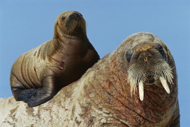 Top 10 Fascinating Facts About The Walrus