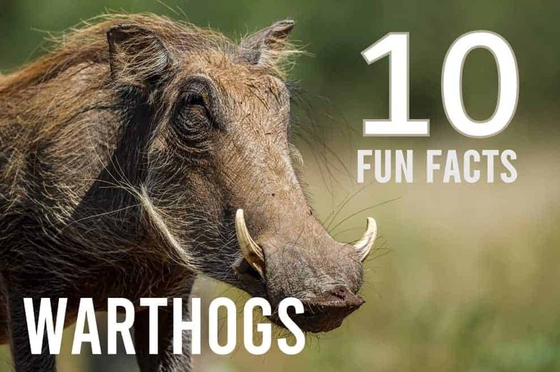 Top 10 Fascinating Facts About The Warthog