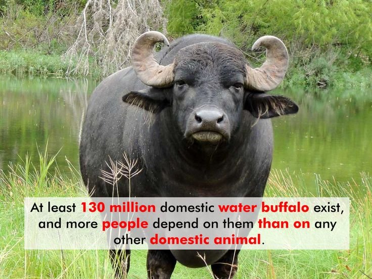 Top 10 Fascinating Facts About The Water Buffalo