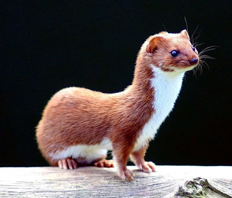 Top 10 Fascinating Facts About The Weasel