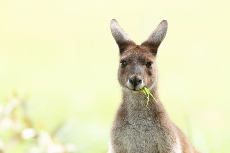 Top 10 Fascinating Facts About The Western Grey Kangaroo