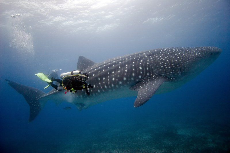Top 10 Fascinating Facts About The Whale Shark
