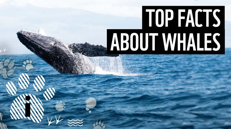 Top 10 Fascinating Facts About The Whale