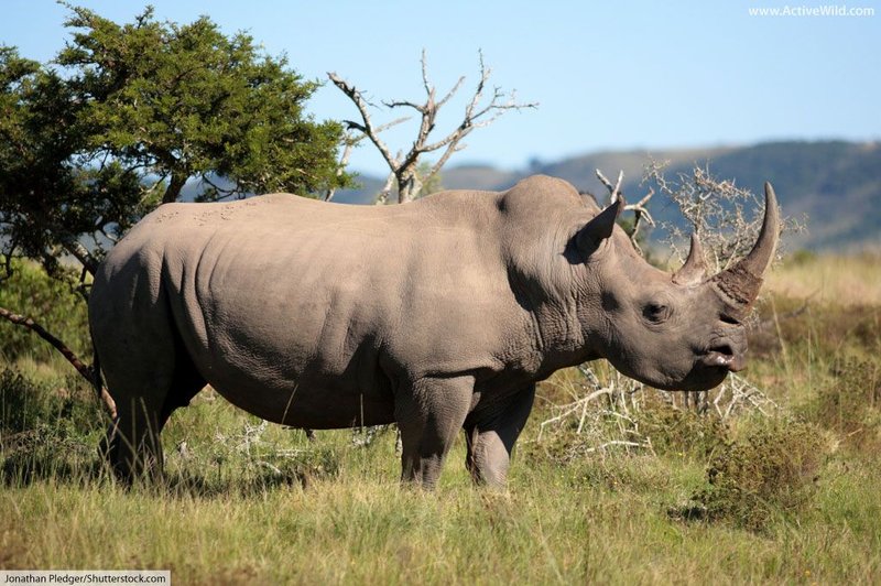Top 10 Fascinating Facts About The White Rhinoceros