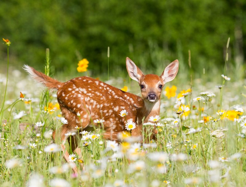 Top 10 Fascinating Facts About The White-Tailed Deer