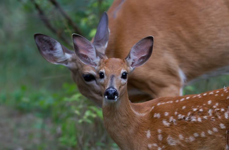 Top 10 Fascinating Facts About The White-Tailed Deer