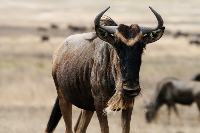 Top 10 Fascinating Facts About The Wildebeest