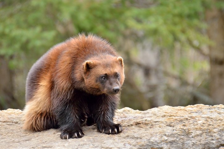 Top 10 Fascinating Facts About The Wolverine