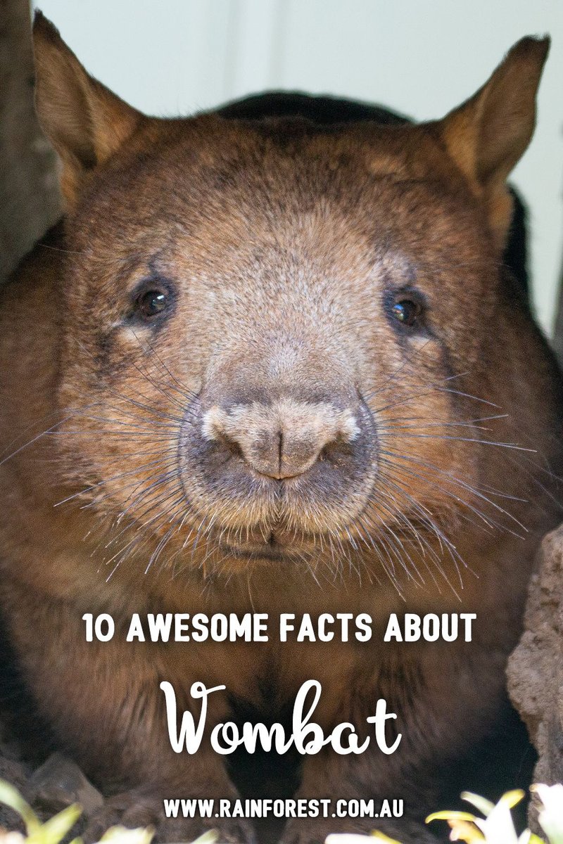 Top 10 Fascinating Facts About The Wombat