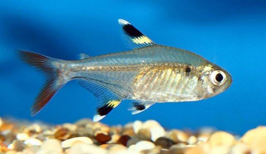 Top 10 Fascinating Facts About The X-Ray Tetra