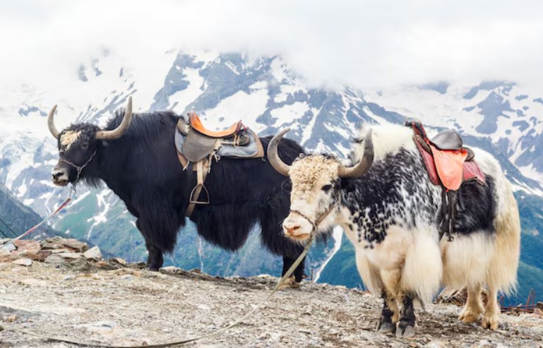 Top 10 Fascinating Facts About The Yak