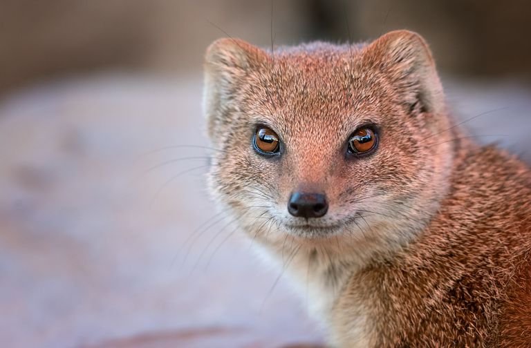 Top 10 Fascinating Facts About The Yellow Mongoose