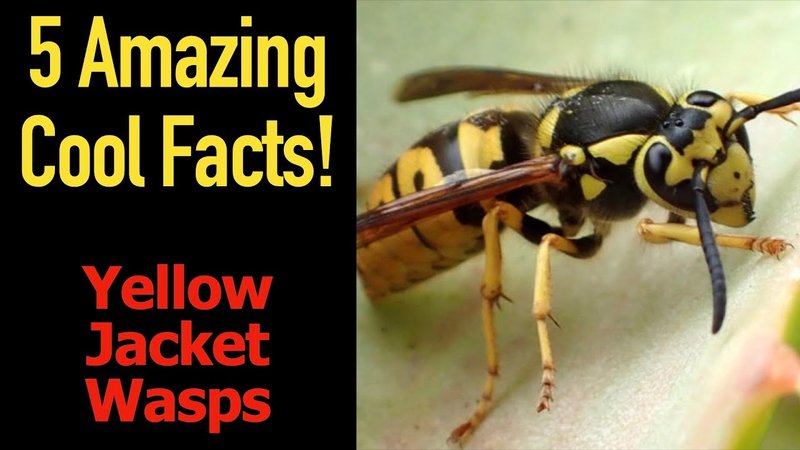 Top 10 Fascinating Facts About The Yellowjacket