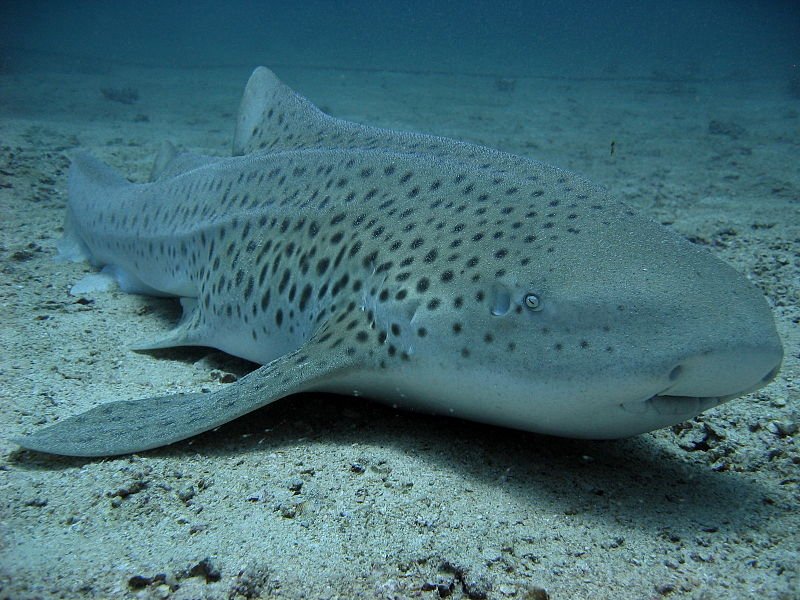 Top 10 Fascinating Facts About The Zebra Shark