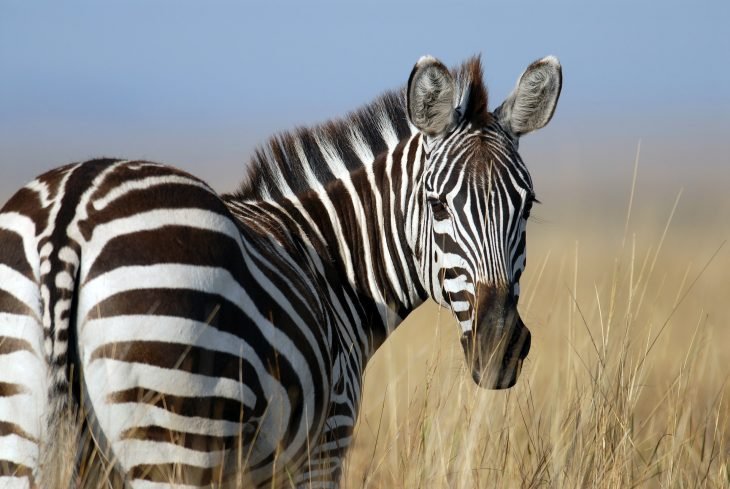 Top 10 Fascinating Facts About The Zebra