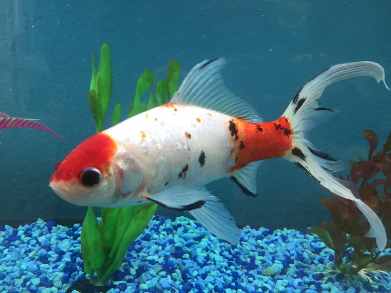 Top 10 Fish For Outdoor Ponds (Coldwater & Warmwater)