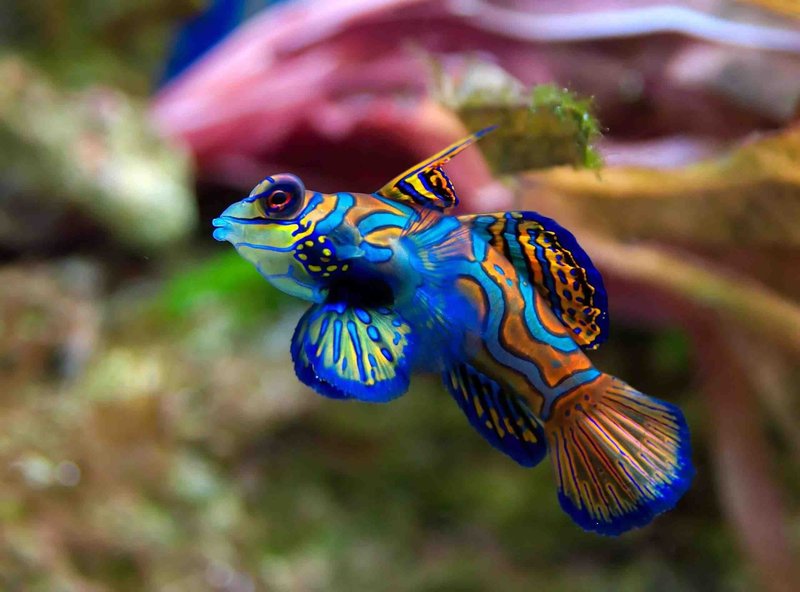 Top 10 Freshwater Fish For Beginners