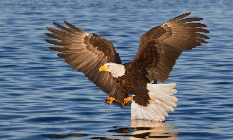 Top 10 Interesting Facts About The Bald Eagle