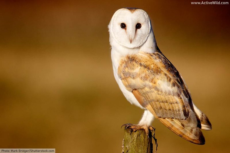 Top 10 Interesting Facts About The Barn Owl