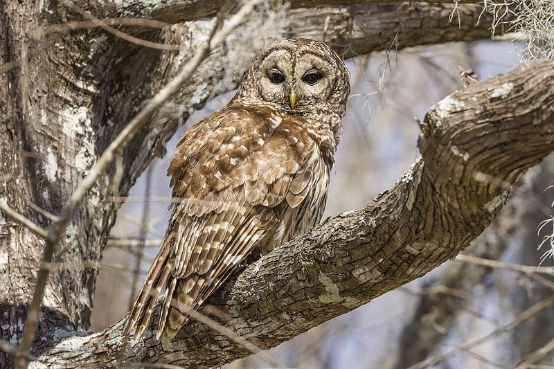 Top 10 Interesting Facts About The Barred Owl