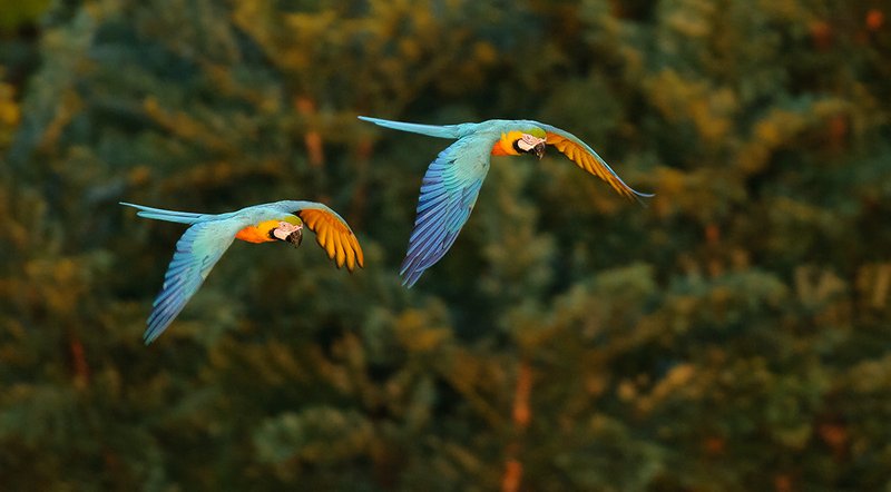 Top 10 Interesting Facts About The Blue-And-Yellow Macaw