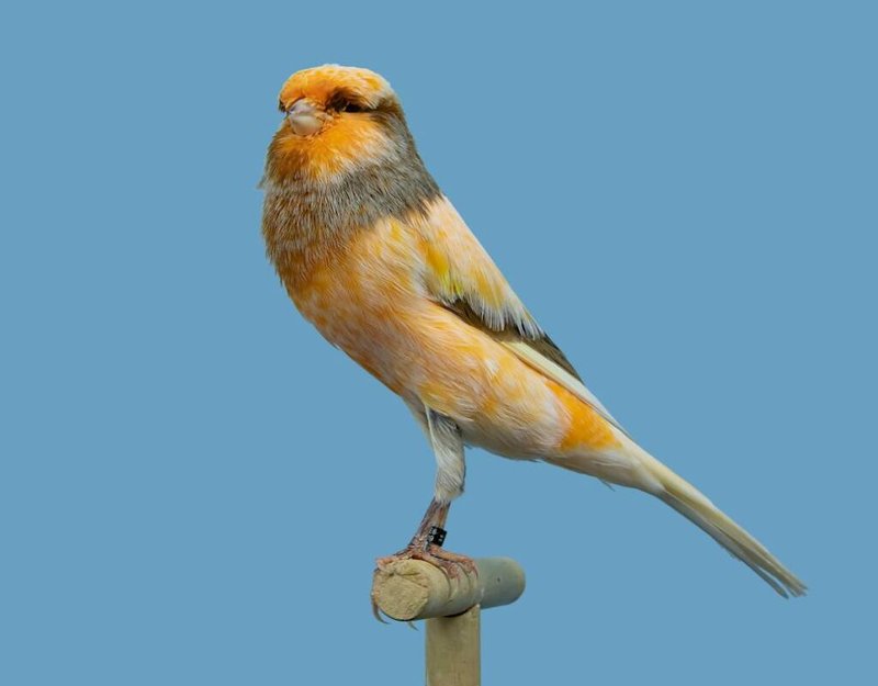 Top 10 Interesting Facts About The Canary