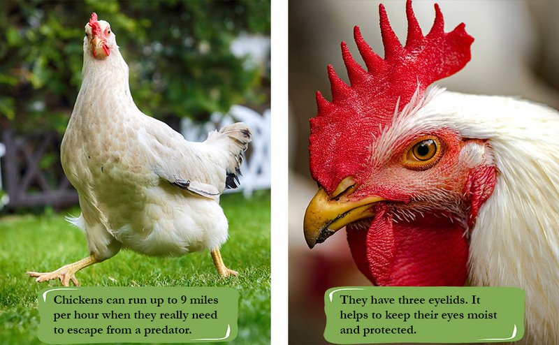 Top 10 Interesting Facts About The Chicken
