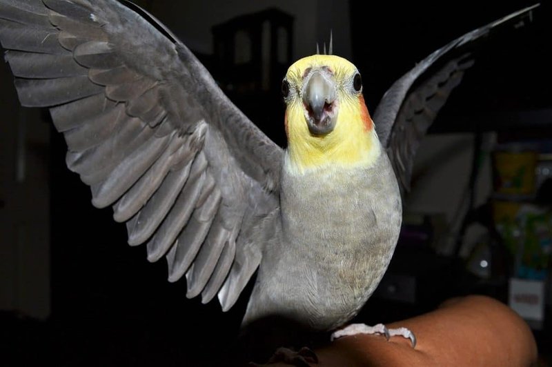 Top 10 Interesting Facts About The Cockatiel