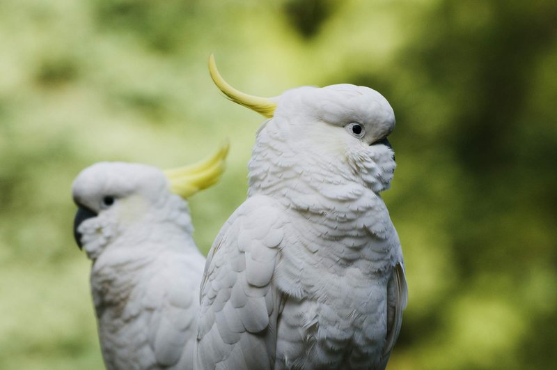 Top 10 Interesting Facts About The Cockatoo